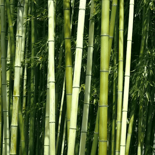 Close-up of green bamboo leaves with a blurred background Close-up of green bamboo leaves with a blurred background