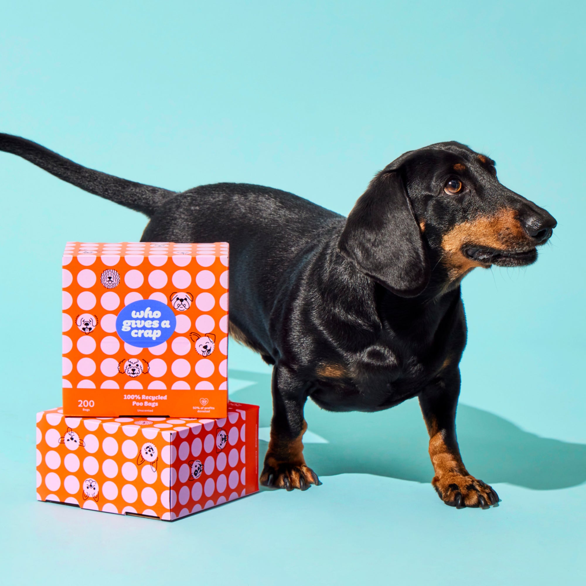 Dogliness is next to godliness