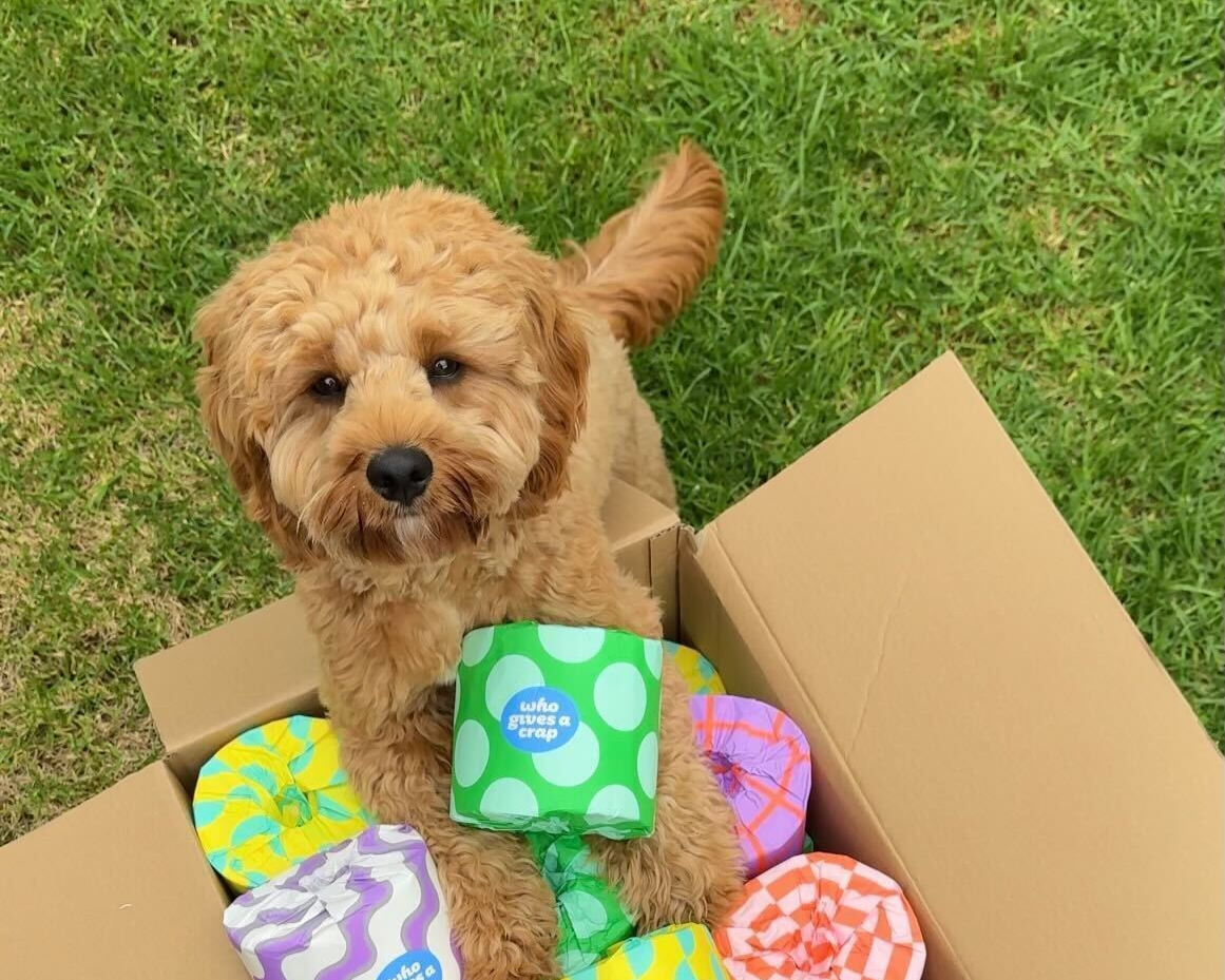 Dog playing with recycled toilet paper in colourful packaging