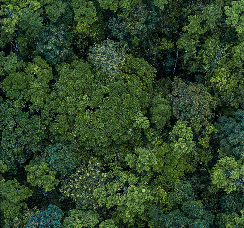 Birds eye view of a lush forest with an abundance of green trees